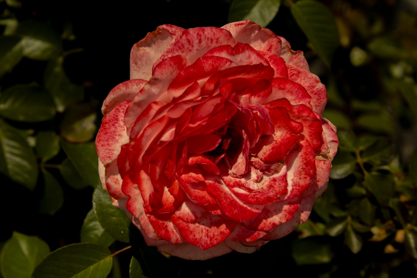 Fotografía de Naturaleza